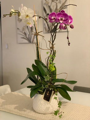Large Orchids White Pot