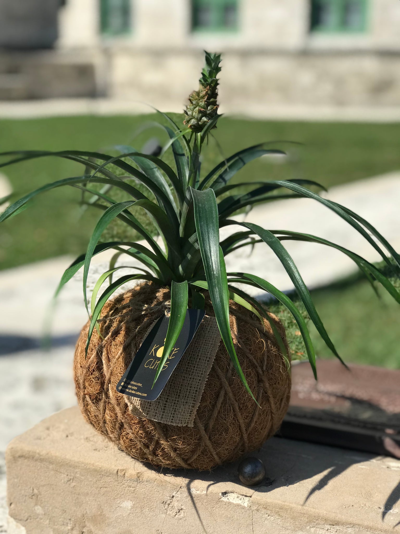 bromelia pineapple plant Bromelia Pineapple Kokedama – KOKECUTES