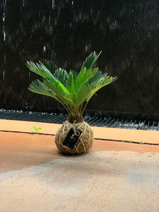 Sago Palm - (Cyca Revoluta) Kokedama