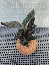 Load image into Gallery viewer, Calathea Ornata Kokedama