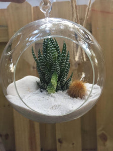 Terrarium Gema