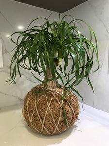 Ponytail Palm - Beaucarnea recurvata - Palma Botella Kokedama