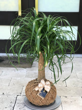 Load image into Gallery viewer, Ponytail Palm - Beaucarnea recurvata - Palma Botella Kokedama