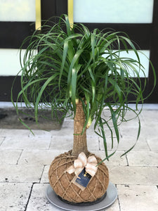 Ponytail Palm - Beaucarnea recurvata - Palma Botella Kokedama