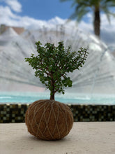 Load image into Gallery viewer, Jade, Dwarf  Kokedama (Portulacaria afra)