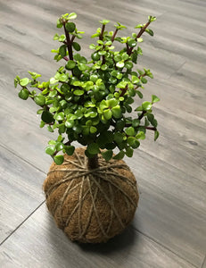 Jade, Dwarf  Kokedama (Portulacaria afra)