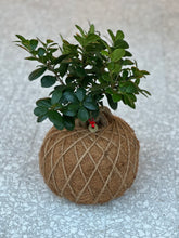 Load image into Gallery viewer, Ficus Ginseng Kokedama