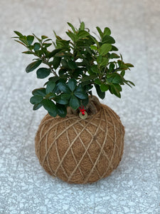 Ficus Ginseng Kokedama