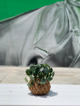 Load image into Gallery viewer, Peperomia Frost Kokedama