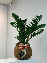 Load image into Gallery viewer, Zamioculcas, ZZ Kokedama