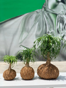 Ponytail Palm - Beaucarnea recurvata - Palma Botella Kokedama