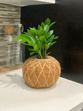 Load image into Gallery viewer, Zamioculcas, ZZ Kokedama