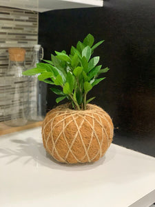 Zamioculcas, ZZ Kokedama