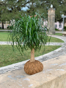 Ponytail Palm - Beaucarnea recurvata - Palma Botella Kokedama