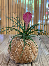 Load image into Gallery viewer, Pink Quill, Tillandsia cyanea Kokedama - Pink Quill plant.