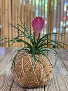 Pink Quill, Tillandsia cyanea Kokedama - Pink Quill plant.