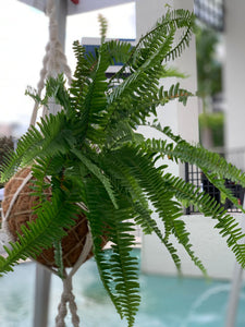 Fern Kokedama