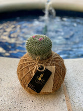 Load image into Gallery viewer, Cactus Oasis Gardens Mammillaria Elegans /Kokedama