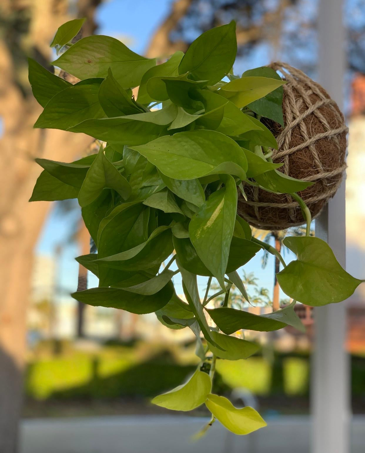 pothos kokedama Pothos Kokedama – KOKECUTES