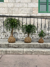 Load image into Gallery viewer, Ponytail Palm - Beaucarnea recurvata - Palma Botella Kokedama