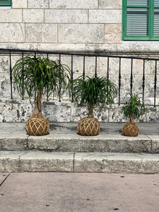 Ponytail Palm - Beaucarnea recurvata - Palma Botella Kokedama