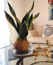 Load image into Gallery viewer, Snake Plant or Mother-in-Law&#39;s Tongue Kokedama