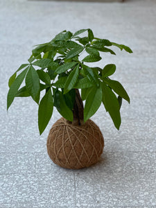 Money Tree Plant Kokedama