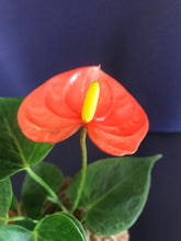 Load image into Gallery viewer, Anthurium Plant Kokedama / Anturio