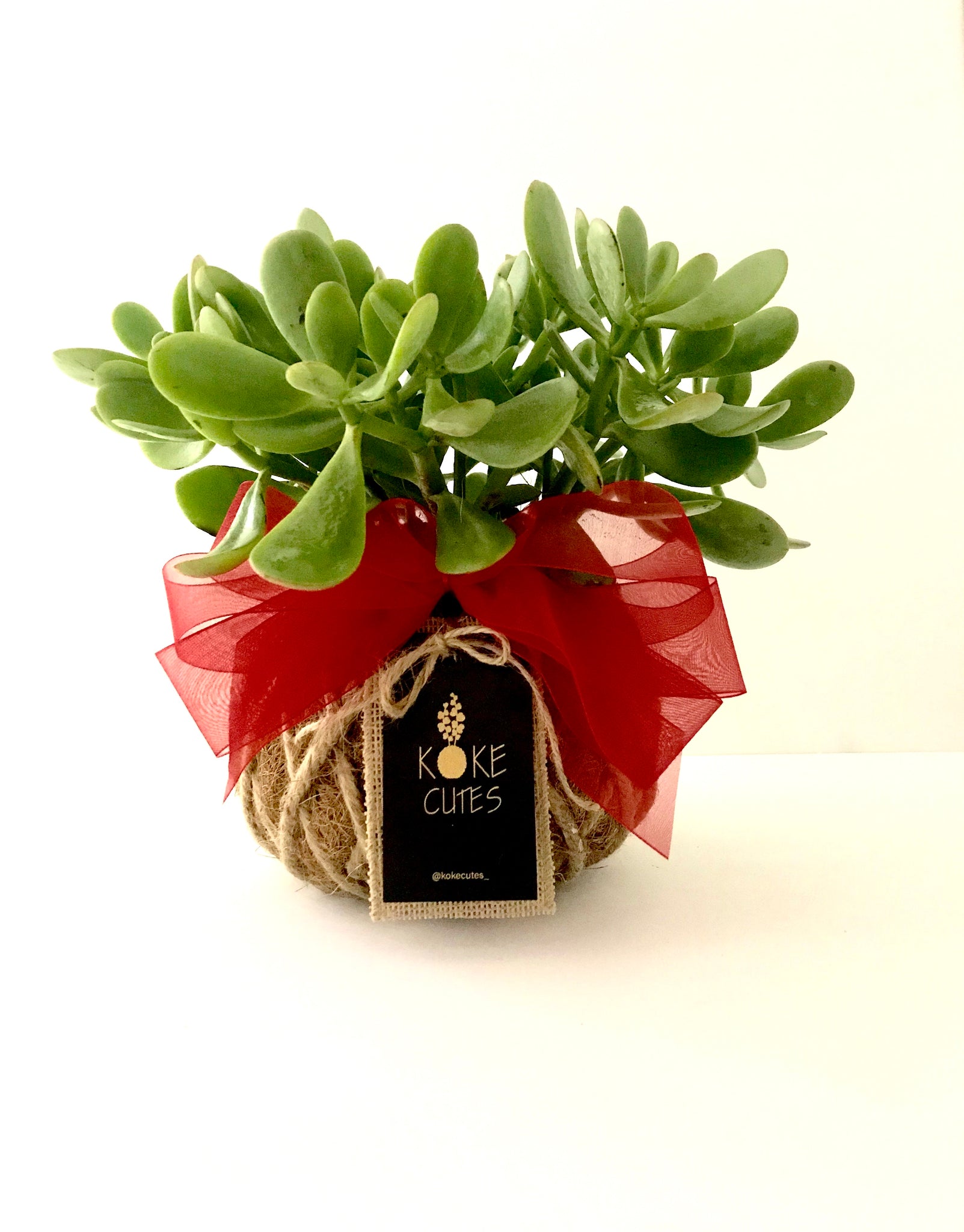 classic jade succulent Jade Ovata / Classic Jade Kokedama – KOKECUTES