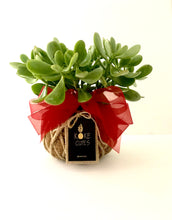 Load image into Gallery viewer, Jade Ovata / Classic Jade Kokedama