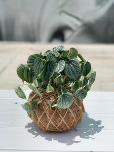 Peperomia Frost Kokedama