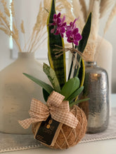 Load image into Gallery viewer, Small Phalaenopsis Orchid Kokedama