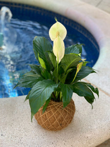 Peace Lily Plant Kokedama Spathiphyllum