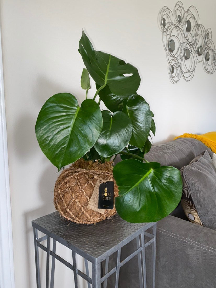 monstera deliciosa kokedama Monstera kokedama – KOKECUTES