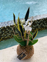 Load image into Gallery viewer, Orchids white Kokedama