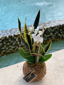 Orchids white Kokedama