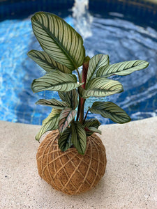 Calathea Majestica “White Star” Kokedama