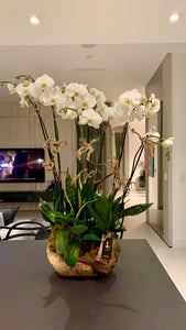 Orchid Arrangement Sensation