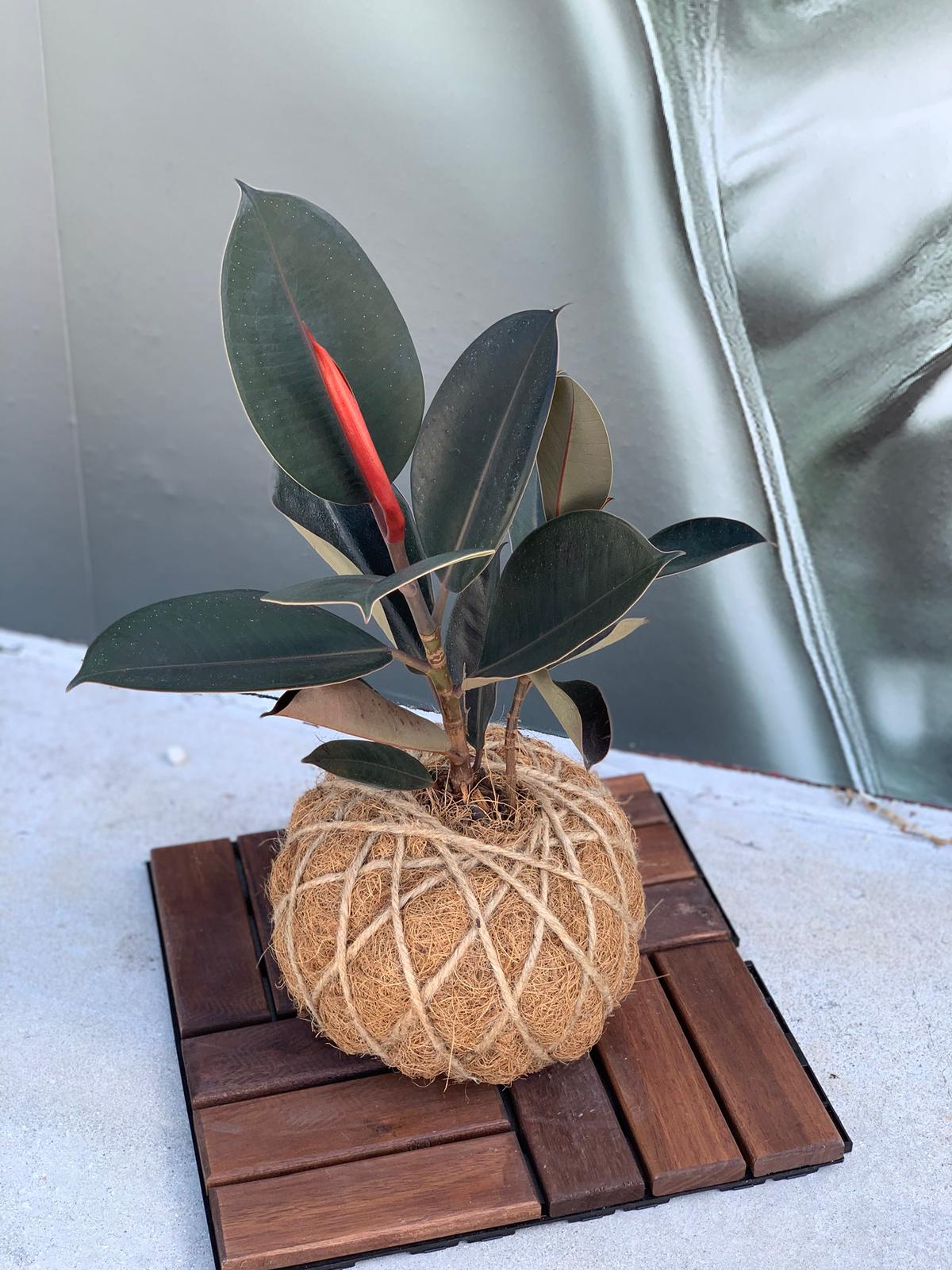 silver rubber tree Rubber Tree Burgundy Kokedama / Ficus Elastica Kokedama – KOKECUTES