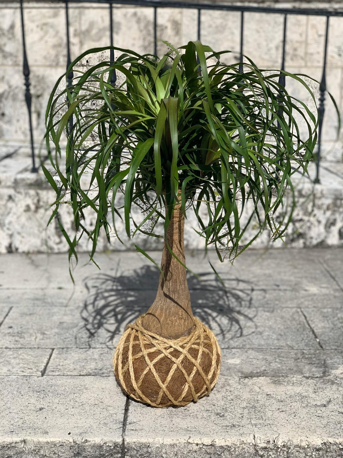 artificial ponytail palm Ponytail Palm - Beaucarnea recurvata