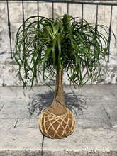 Load image into Gallery viewer, Ponytail Palm - Beaucarnea recurvata - Palma Botella Kokedama