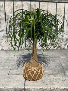 Ponytail Palm - Beaucarnea recurvata - Palma Botella Kokedama