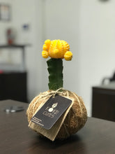 Load image into Gallery viewer, Moon Cactus Kokedama