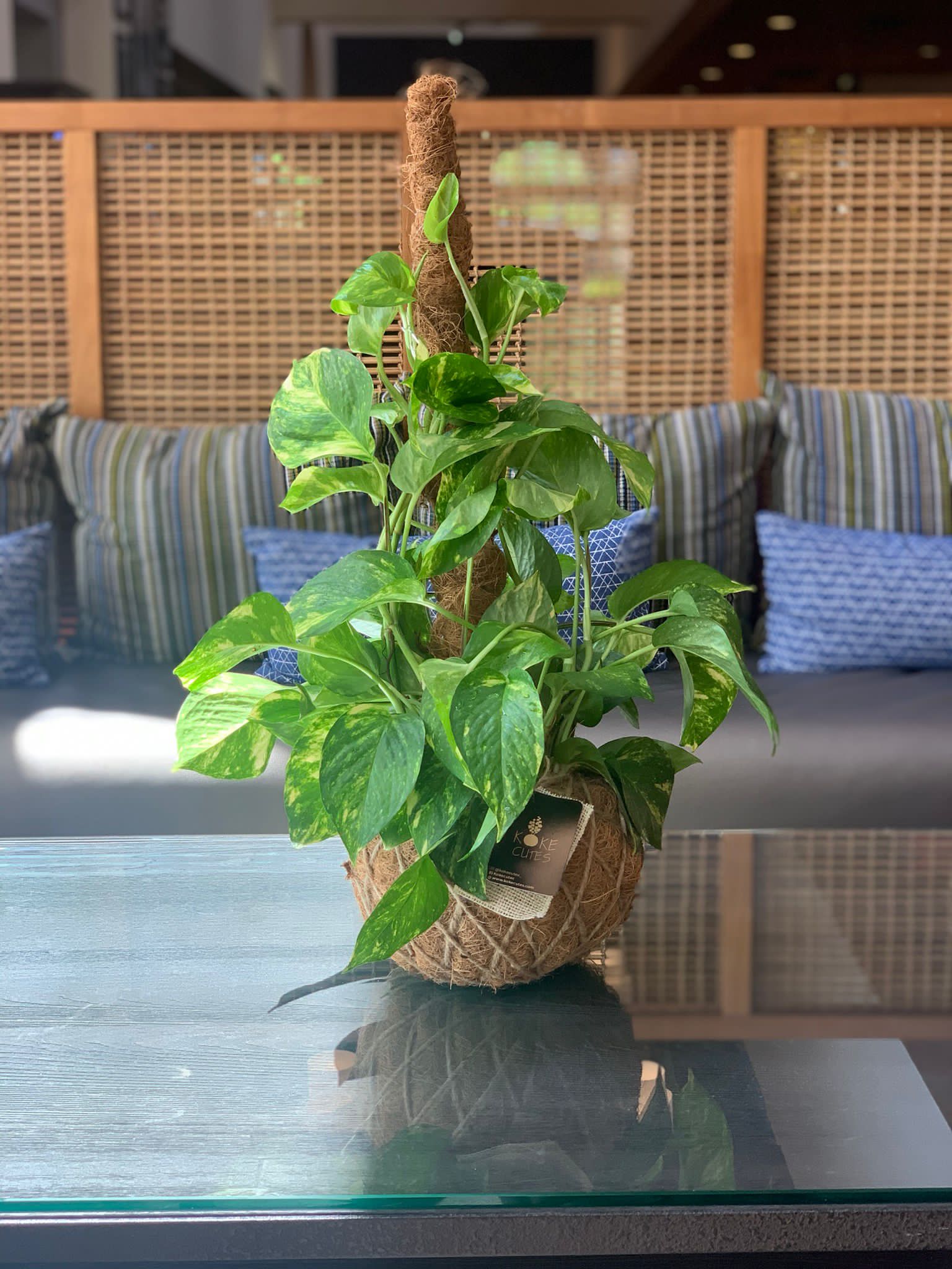 pothos kokedama Pothos Kokedama – KOKECUTES