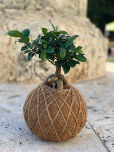 Ficus Ginseng Kokedama