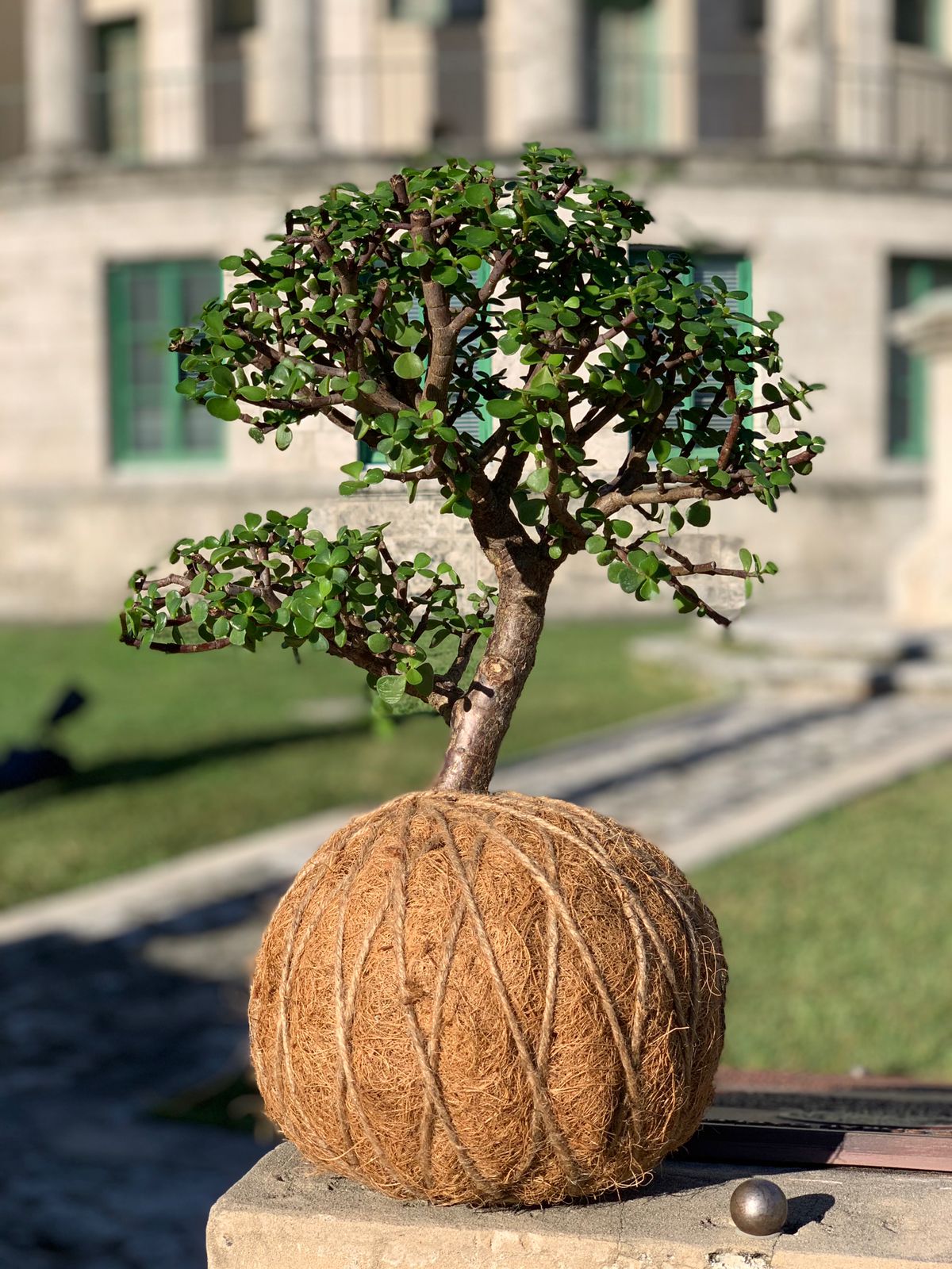kokedama jade plant Jade, Dwarf Kokedama (Portulacaria afra) – KOKECUTES