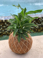 Load image into Gallery viewer, Calathea Vittata Kokedama