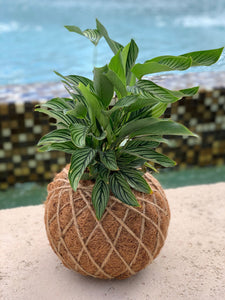 Calathea Vittata Kokedama