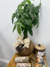 Load image into Gallery viewer, Money Tree Plant Kokedama