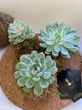 Load image into Gallery viewer, Succulent Arrangement Kokedama